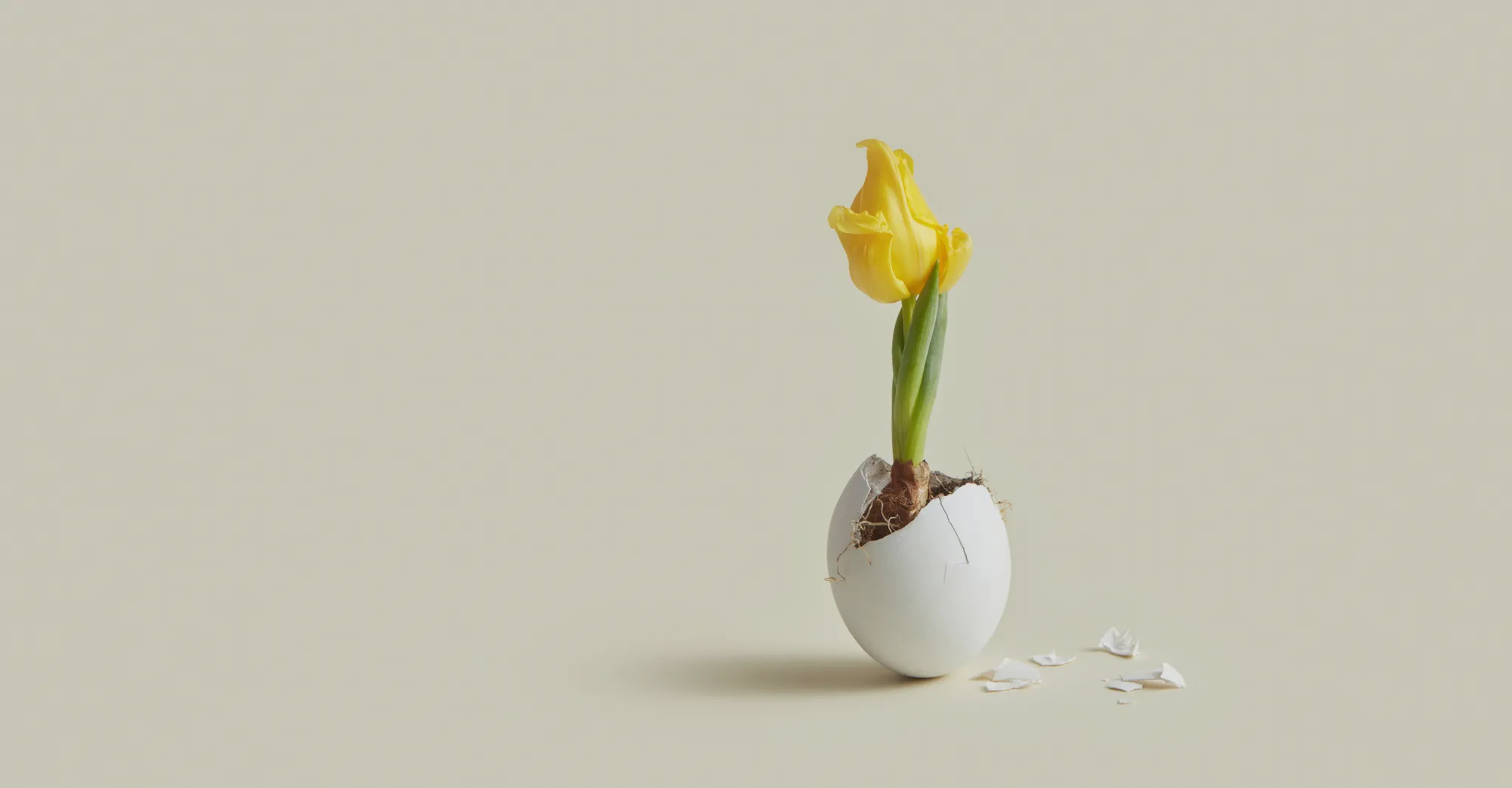 Understanding Egg Donor Insurance