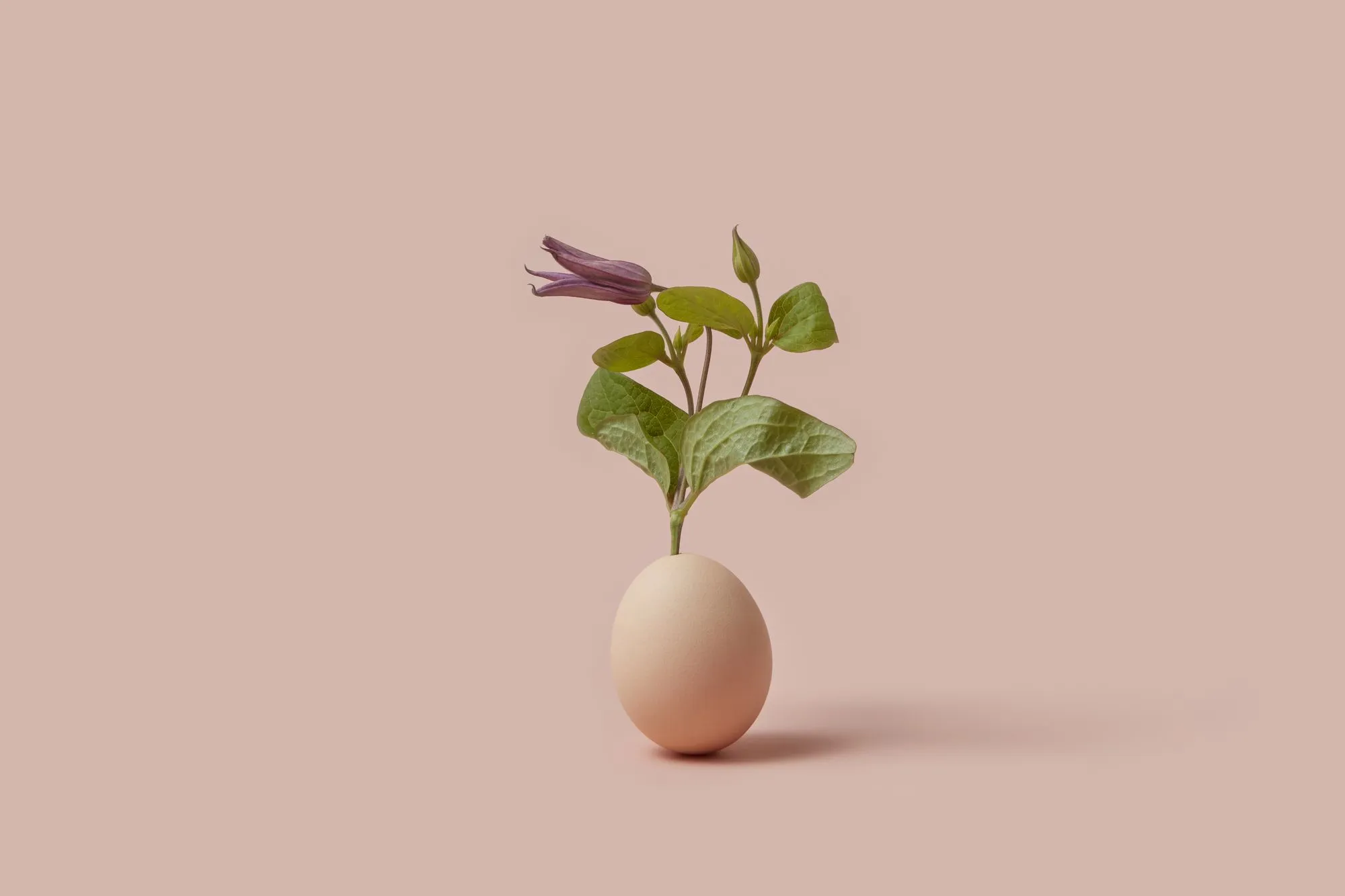 Can Egg Donation Have Long-Term Effects?