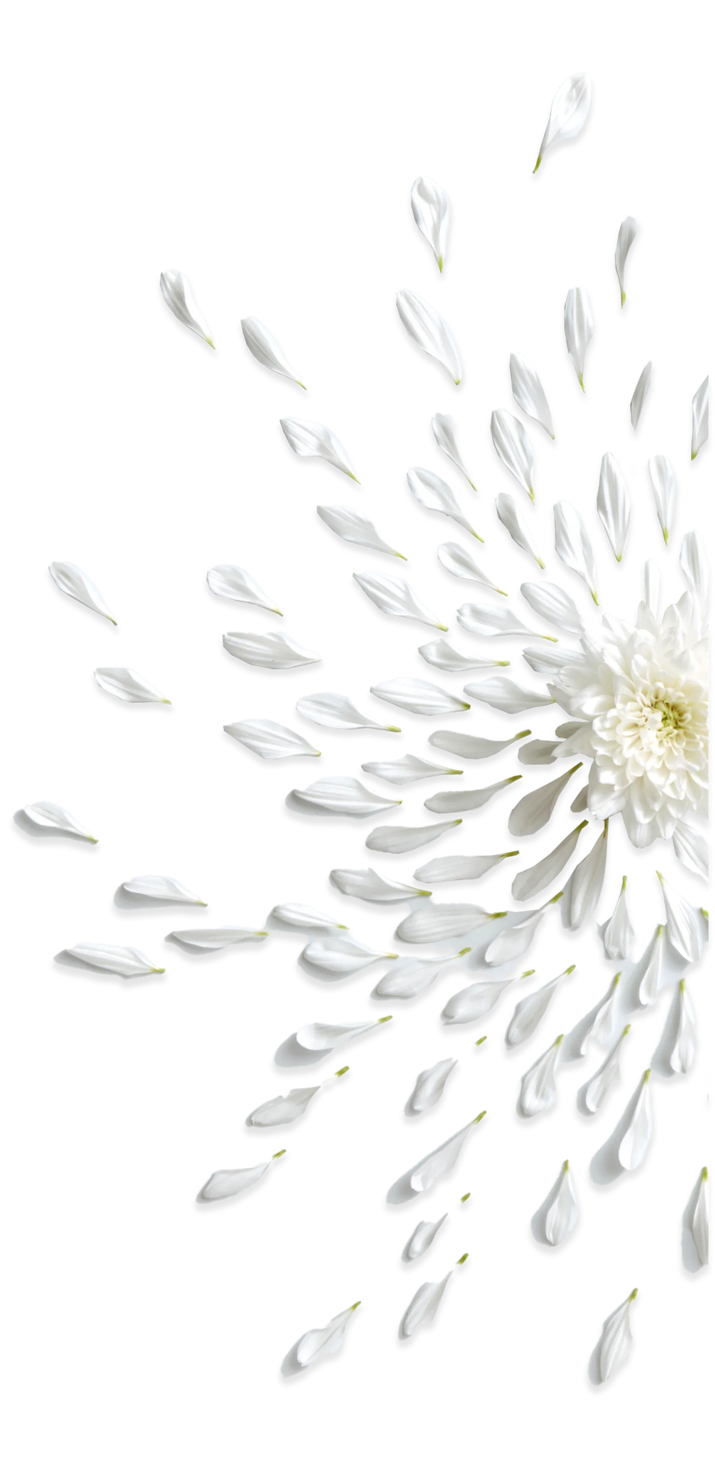 Chrysanthemum petals